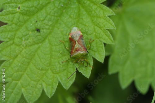 Closeup on a colorful, overwintering Birch shieldbug, Elasmostethus interstinctus, sitting on a green leaf