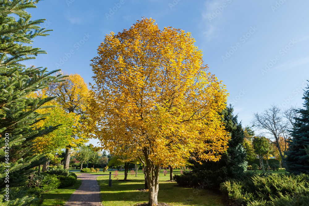 Autumn park with deciduous and conifers trees and bushes
