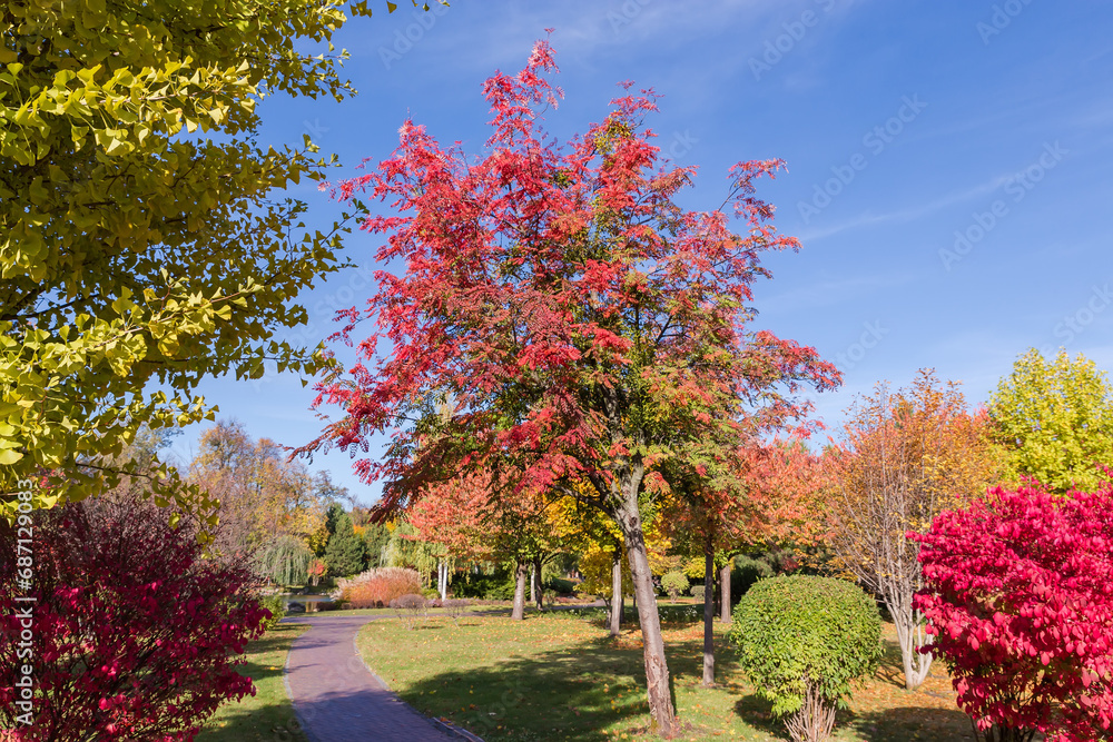 Naklejka premium Rowan tree with autumn leaves and ripe berries in park