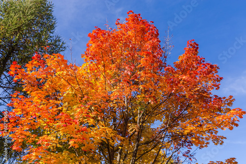 Top of maple with autumn red leaves against the sky
