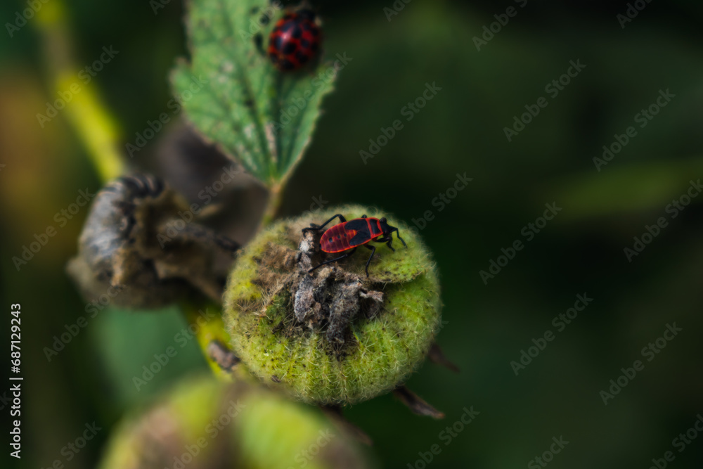 The firebug is a red insect with black spots, in gardens, they help eliminate garden pests, are essential for the ecosystem, pyrrhocoris apterus The firebug is a red insect with black spots, in gardens, they help eliminate garden pests, are essential for the ecosystem, pyrrhocoris apterus