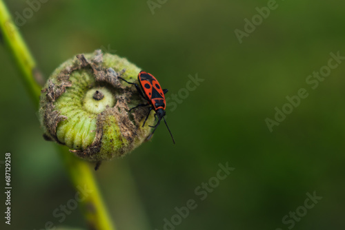 The firebug is a red insect with black spots, in gardens, they help eliminate garden pests, are essential for the ecosystem, pyrrhocoris apterus photo