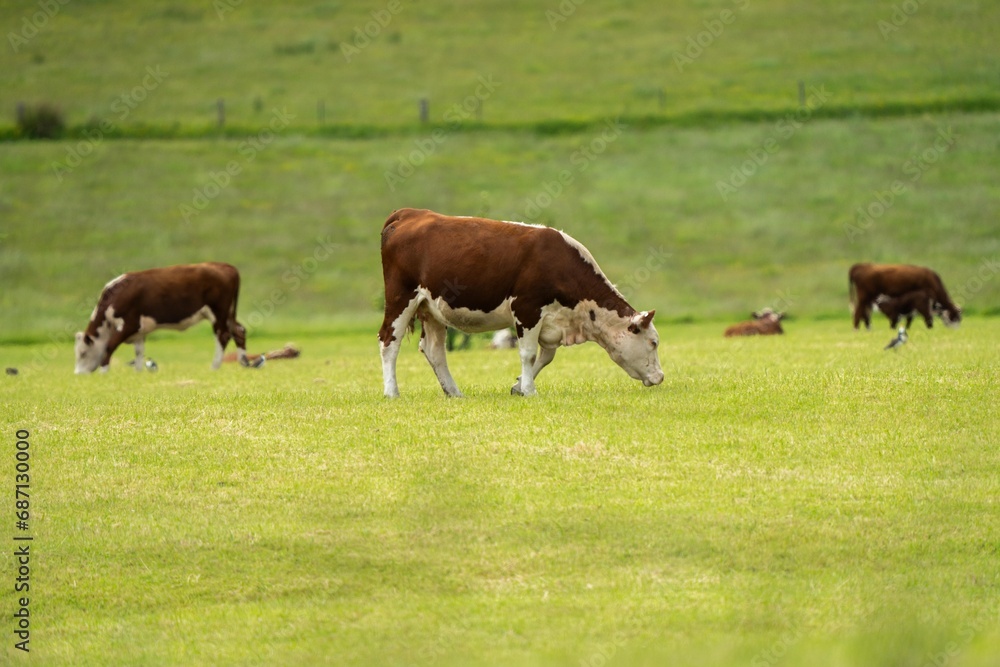 hereford Cows and Cattle grazing in Australia.