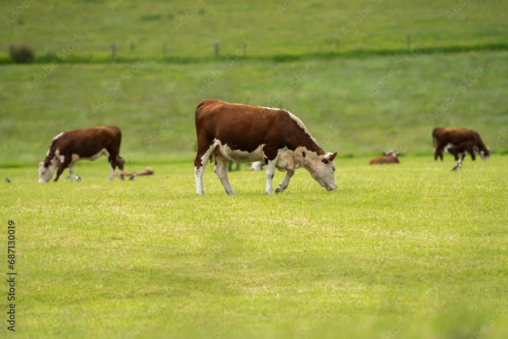 Hereford cows in a field on a regenerative agriculture farm. Hereford cows in a field on a regenerative agriculture farm.