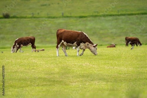 Hereford cows in a field on a regenerative agriculture farm.