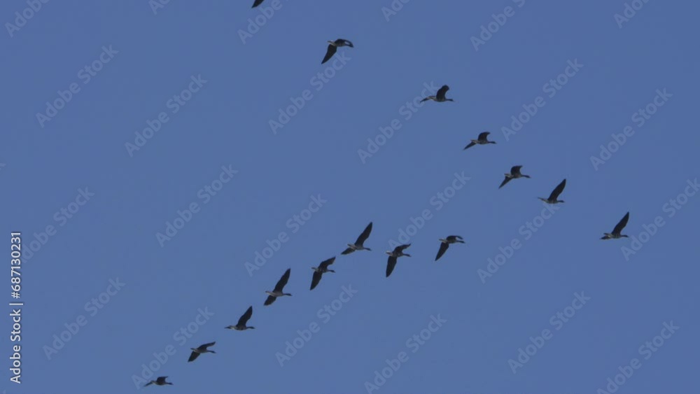 Birds Flying in V Formation. Flock of Birds in V Shaped Flight Formation Migrating Together. Migrating Greater Birds Flying in Formation. Migrating Greater Birds Flying in Formation. Birds Flying in V Formation. Flock of Birds in V Shaped Flight Formation Migrating Together. Migrating Greater Birds Flying in Formation. Migrating Greater Birds Flying in Formation.