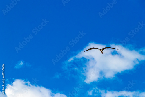Fregat birds flock fly blue sky clouds background in Mexico. photo