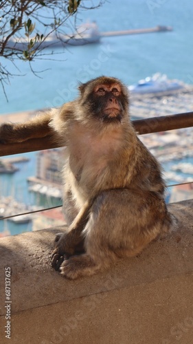 Photo wildlife monkey rock of Gibraltar United Kingdom Europe © ClemMT
