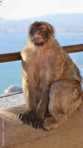 Photo wildlife monkey rock of Gibraltar United Kingdom Europe © ClemMT