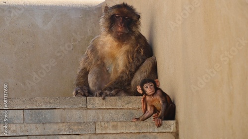Photo wildlife monkey rock of Gibraltar United Kingdom Europe photo