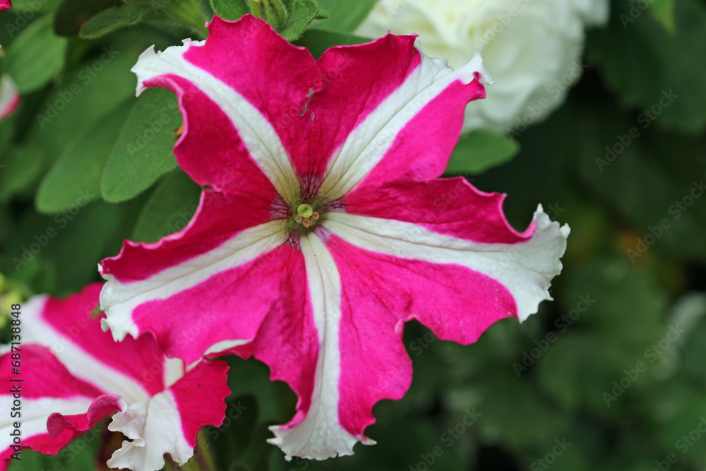 Fototapeta premium Pink and white star petunia flowers in close up