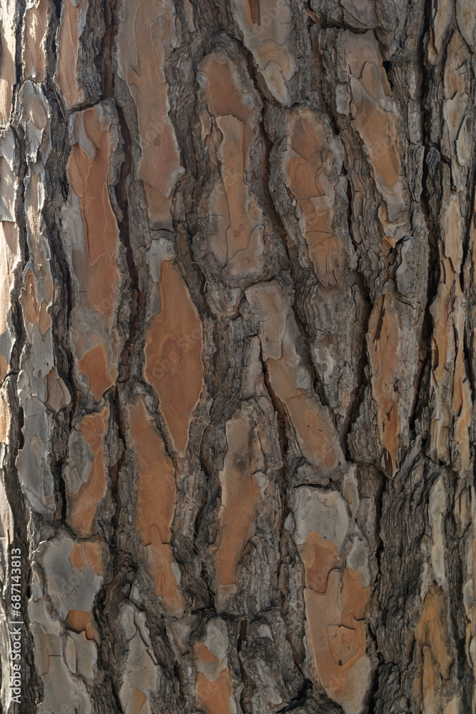Texture of pine bark on a tree Texture of pine bark on a tree