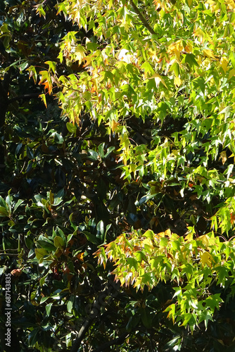 magnolia and liquidambar, image with contrasting green leaves
