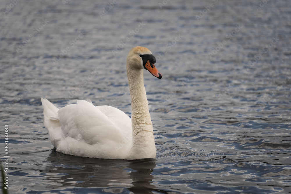 A lonely swan swims on the lake, close-up photo. Nature of Estonia. A lonely swan swims on the lake, close-up photo. Nature of Estonia.