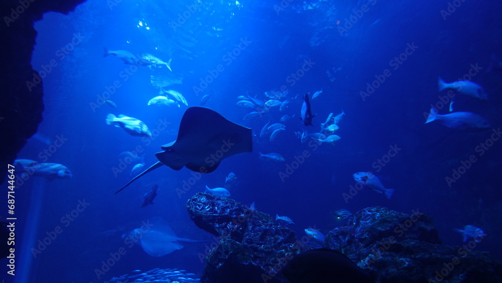 Fototapeta premium aquarium