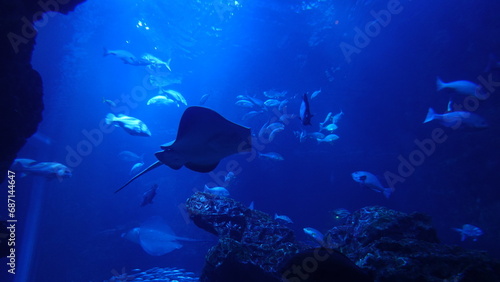 aquarium © 利光 守本