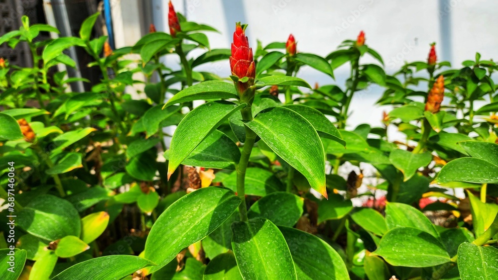 Close up of red flower with green leaves in the garden Close up of red flower with green leaves in the garden