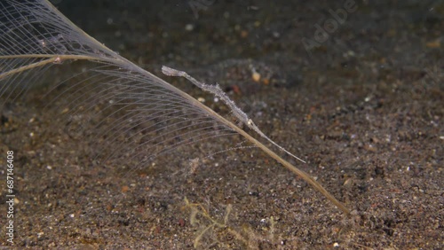 Sawblade Shrimp -  Ocellated Tozeuma Shrimp is living on a hydroid. Underwater macro life of Tulamben, Bali, Indonesia. photo