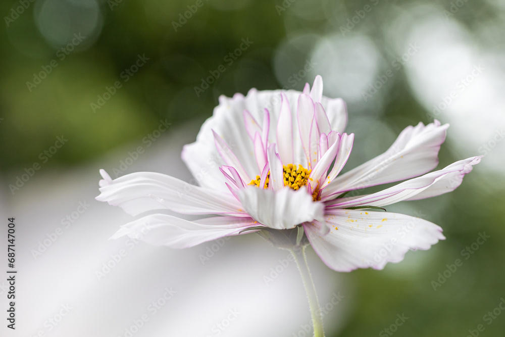 Cosmea weiss, mit Freifläche für Text Cosmea weiss, mit Freifläche für Text