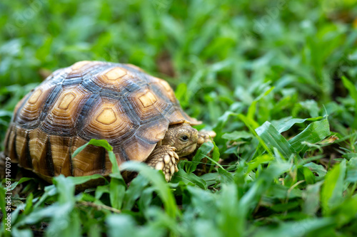 reptile baby turtle Sulcata tortoise walking on green grass