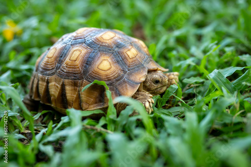 reptile baby turtle Sulcata tortoise walking on green grass