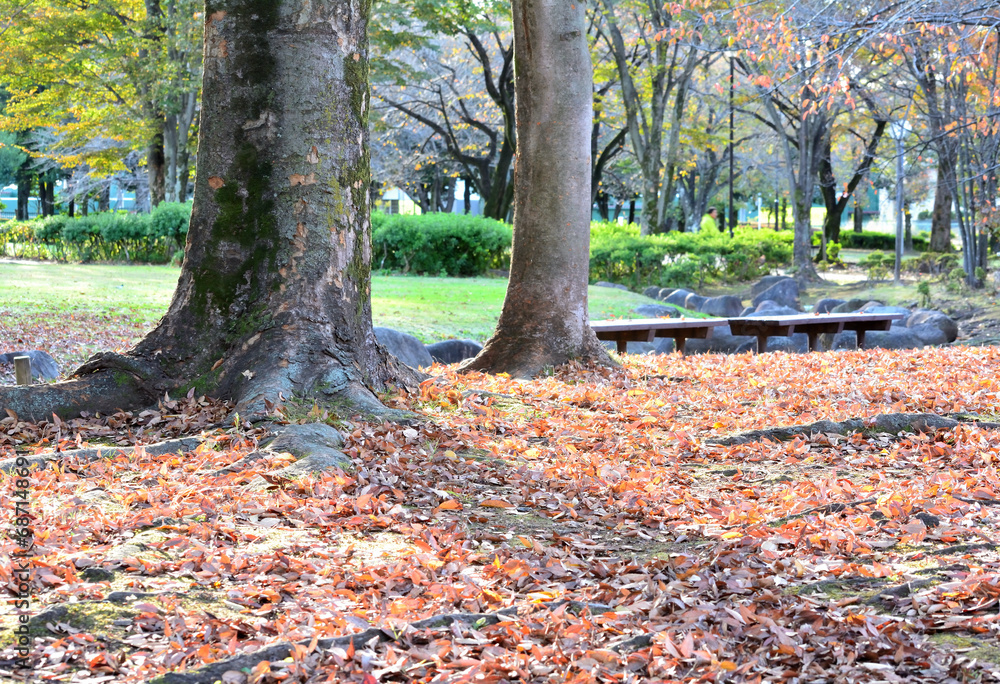 公園の落ち葉 公園の落ち葉