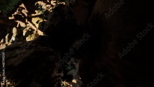 Ant Inside A Tree Hollow  3D Cinematic Animation, Forest Scene, Macro Cinematic 