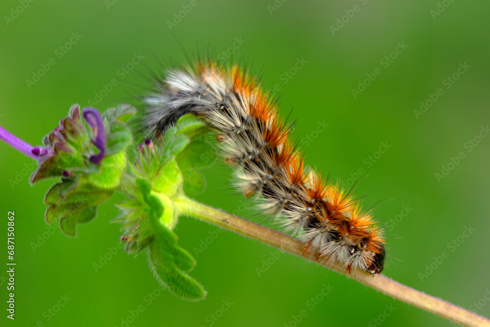 Macro shots, Beautiful nature scene. Close up beautiful caterpillar of butterfly Macro shots, Beautiful nature scene. Close up beautiful caterpillar of butterfly