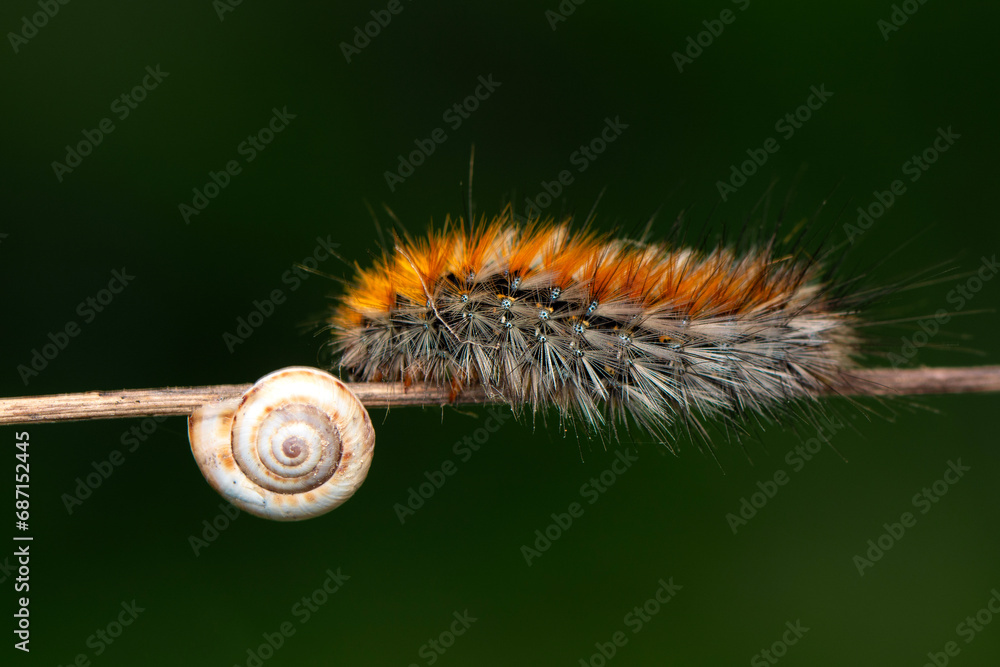 Macro shots, Beautiful nature scene. Close up beautiful caterpillar of butterfly