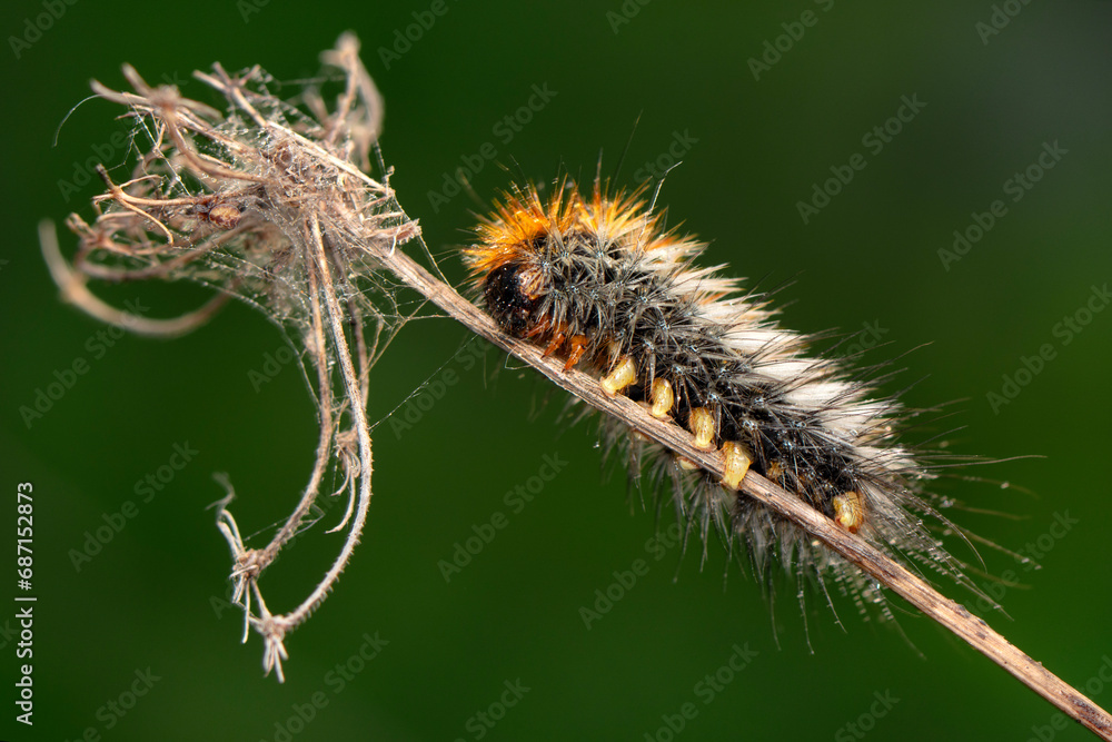 Macro shots, Beautiful nature scene. Close up beautiful caterpillar of butterfly Macro shots, Beautiful nature scene. Close up beautiful caterpillar of butterfly