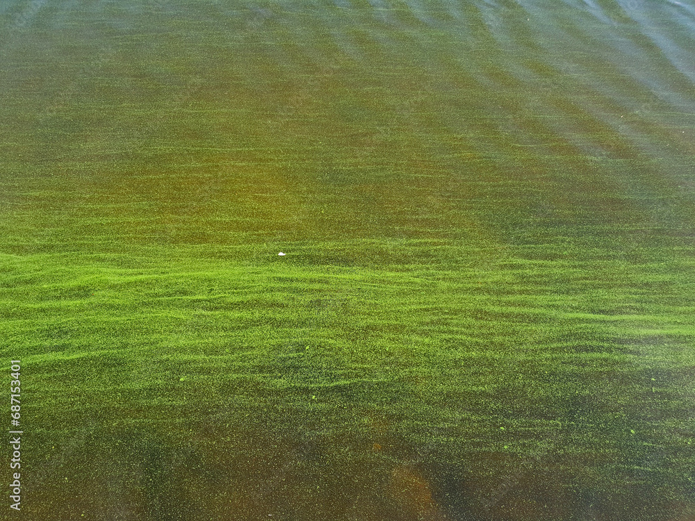 Water pollution by blooming blue-green algae - Cyanobacteria is world environmental problem. Water bodies, rivers and lakes with harmful algal blooms.
