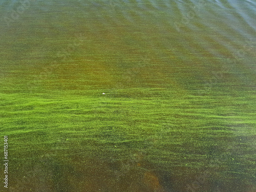 Φωτογραφία Water pollution by blooming blue-green algae - Cyanobacteria is world environmental problem