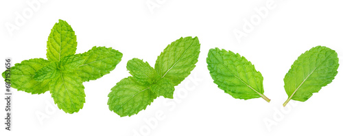 Organic fresh Green pepper mint leaf isolated on transparent background, fresh herbal leaf high definition, png file