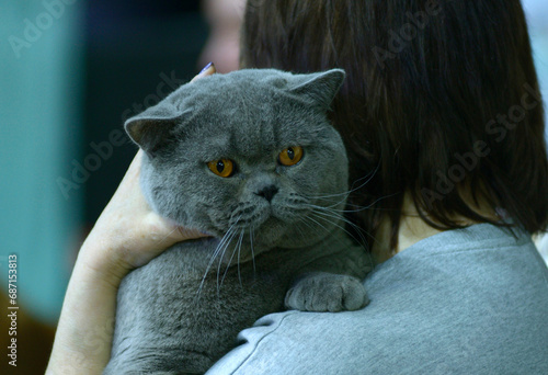 Woman owner holding on arms gray British shorthaired cat, cat show photo