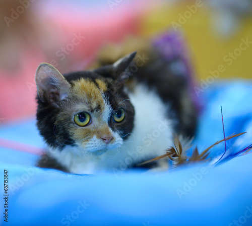 Photography Pedigreed Burmese cat lying on a top of cage during cat show, blurred background