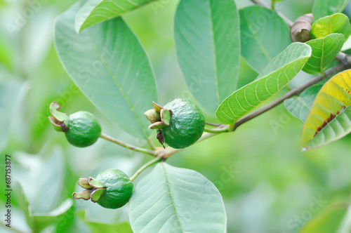 guava tree, MYRTACEAE or Psidium guajava Linn or guava seed