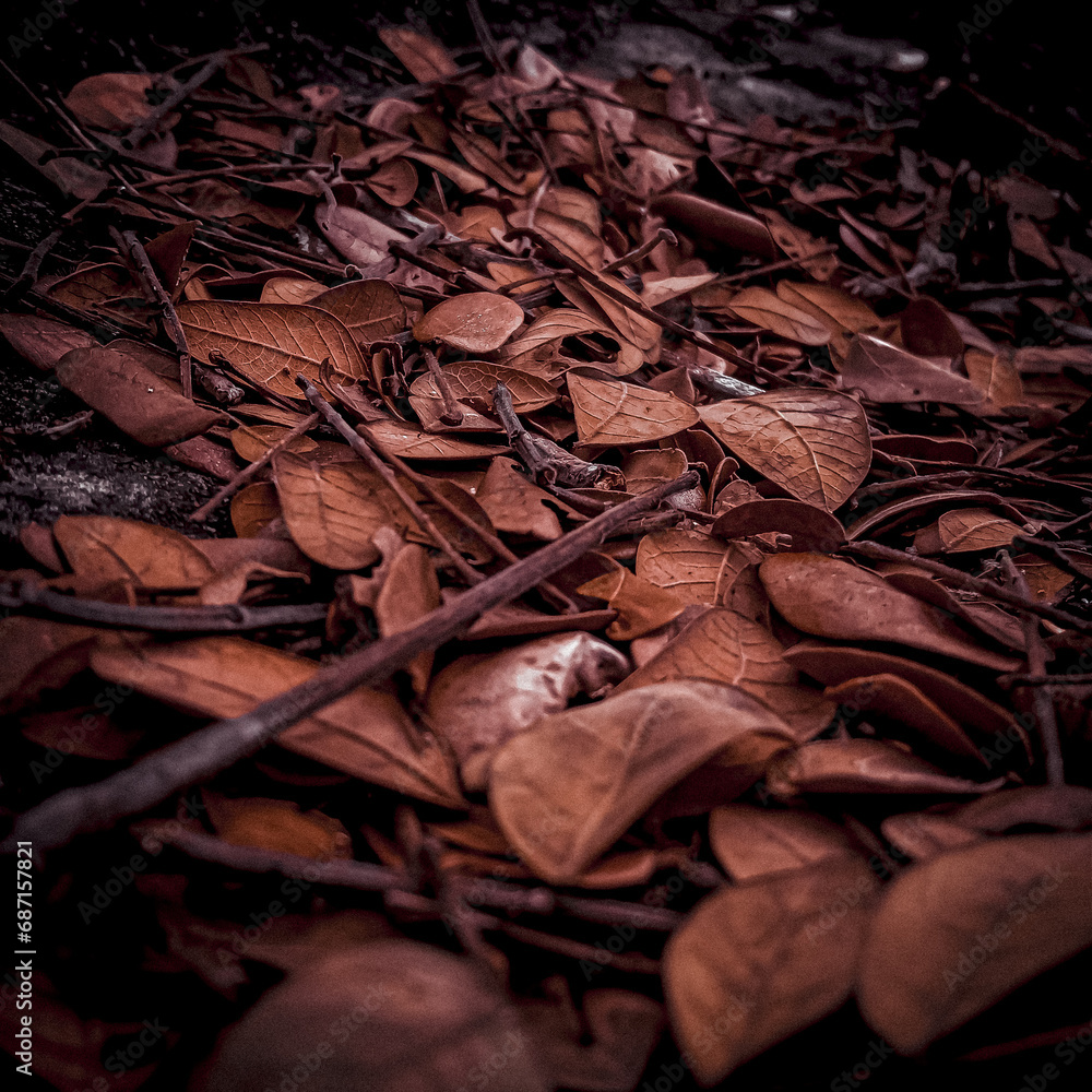 Fototapeta premium Autumn leaves on the ground