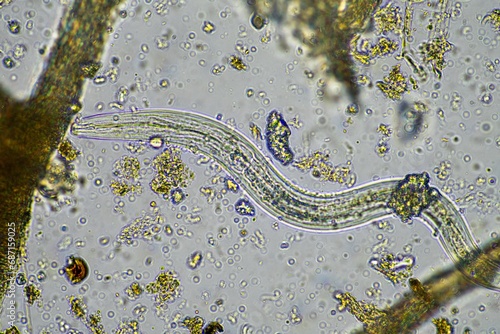 microorganisms and soil biology  with nematodes and fungi under the microscope.