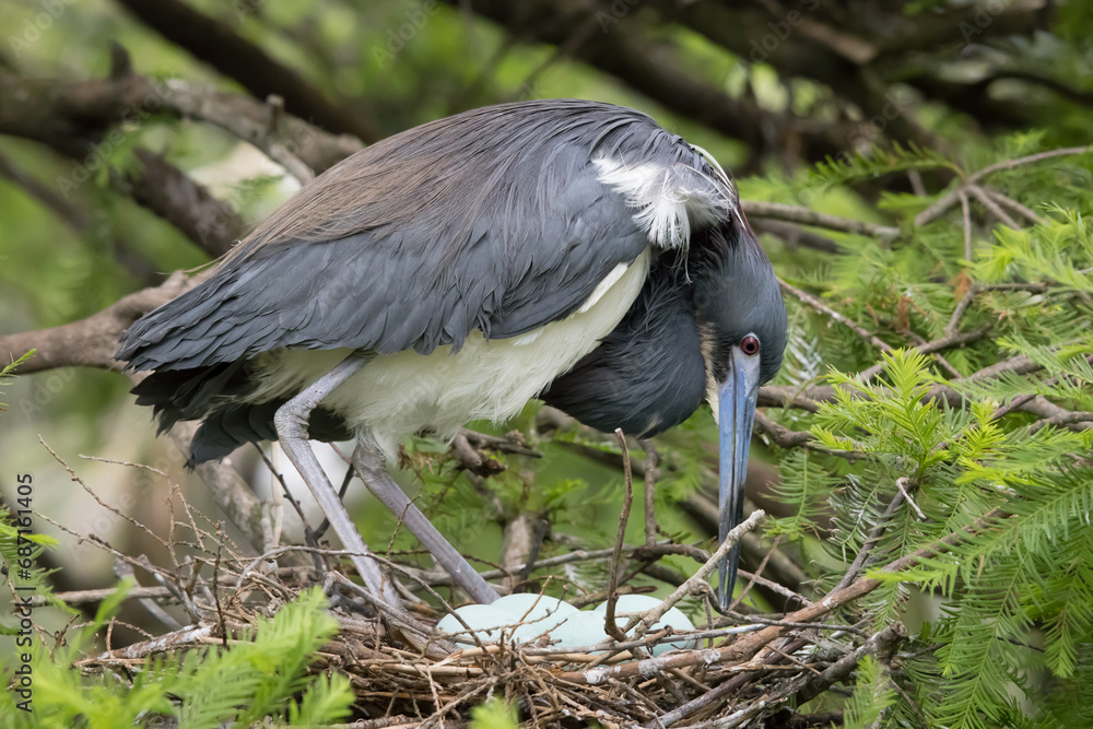 Fototapeta premium Trycolored Heron on her nest