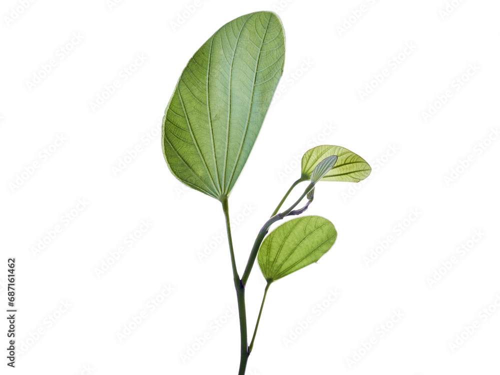 green leaves plant isolated on white green leaves plant isolated on white