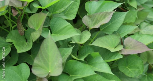 Green sweet potato plants in growth at garden photo