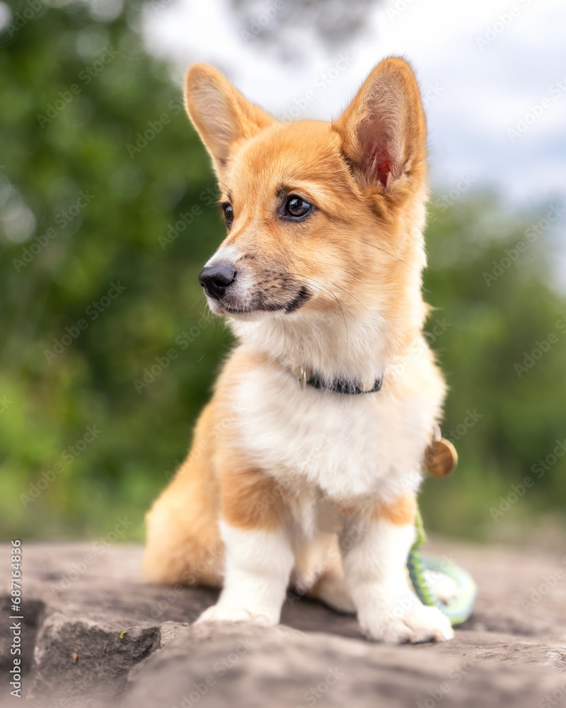 Pembroke Welsh Corgi puppy with big puppy eyes and ears sitting on a rock outside in a park. Toronto Ontario
Pembroke Welsh Corgi puppy with big puppy eyes and ears sitting on a rock outside in a park. Toronto Ontario