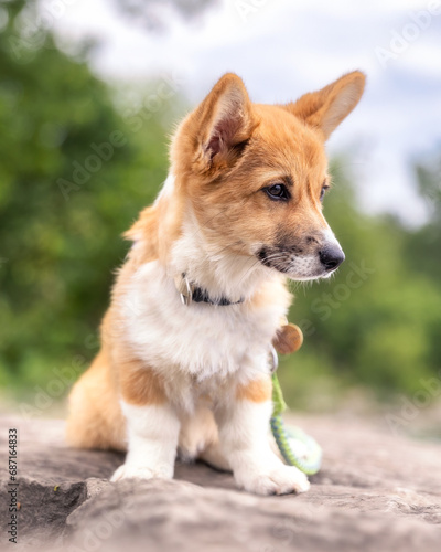 Pembroke Welsh Corgi puppy with big puppy eyes and ears sitting on a rock outside in a park. Toronto Ontario 