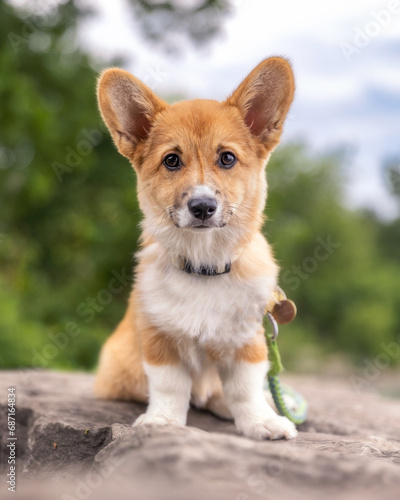 Pembroke Welsh Corgi puppy with big puppy eyes and ears sitting on a rock outside in a park. Toronto Ontario 
