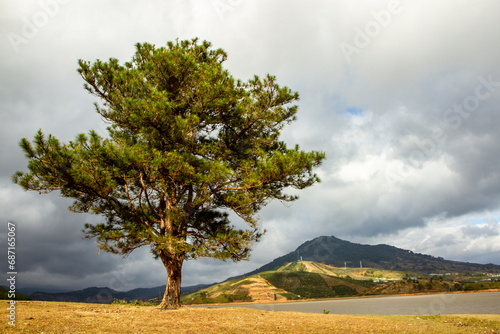 Lonely Pine Tree At The Bank Of Suoi Vang Lake In Dalat, Vietnam. This Is A Famous Place In Dalat. photo