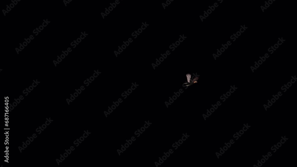 American Vulture Bird - Yellow Headed Griffon Raptor - Flying Around Screen Loop - III - Realistic 3D animation with alpha channel isolated on transparent background