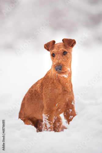 Beautiful irish terrier playing outdoor in the snow, winter mood and blurred background