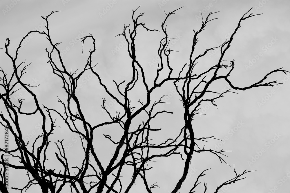 Obraz premium Black and white silhouette of bare crooked branches of a Kentucky Coffeetree against a gray sky