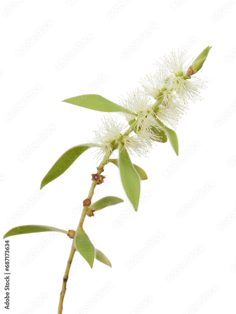 Fototapeta premium eucalyptus flower on white background