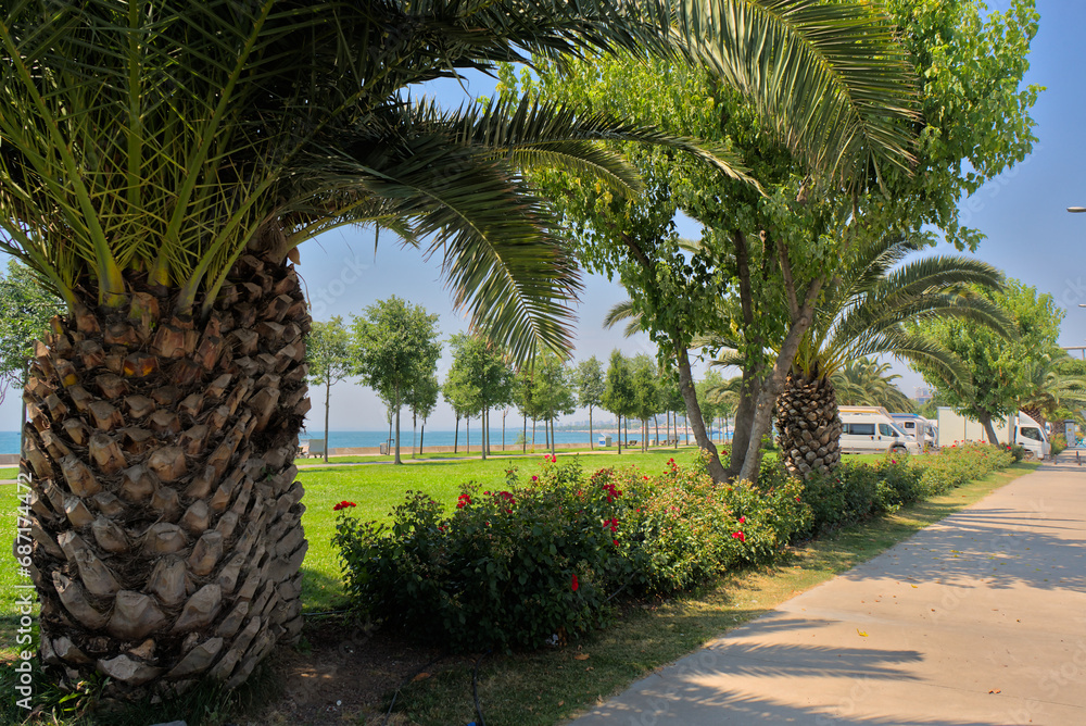 Obraz premium Palm trees in the park and along roads in eastern countries